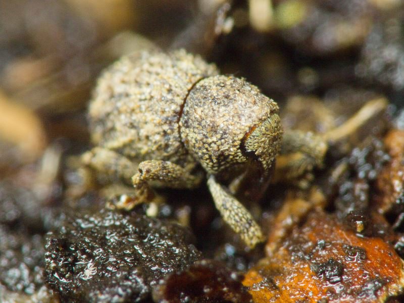 Acalles (Acalles) echinatus (Germar, 1824)